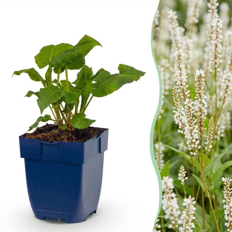 Green boutiQ - Vasteplant - Persicaria ampl. Alba - Duizendknoop - Schaduw - Wit - 1 Plant - Pot 11cm - Hoogte 15-25cm