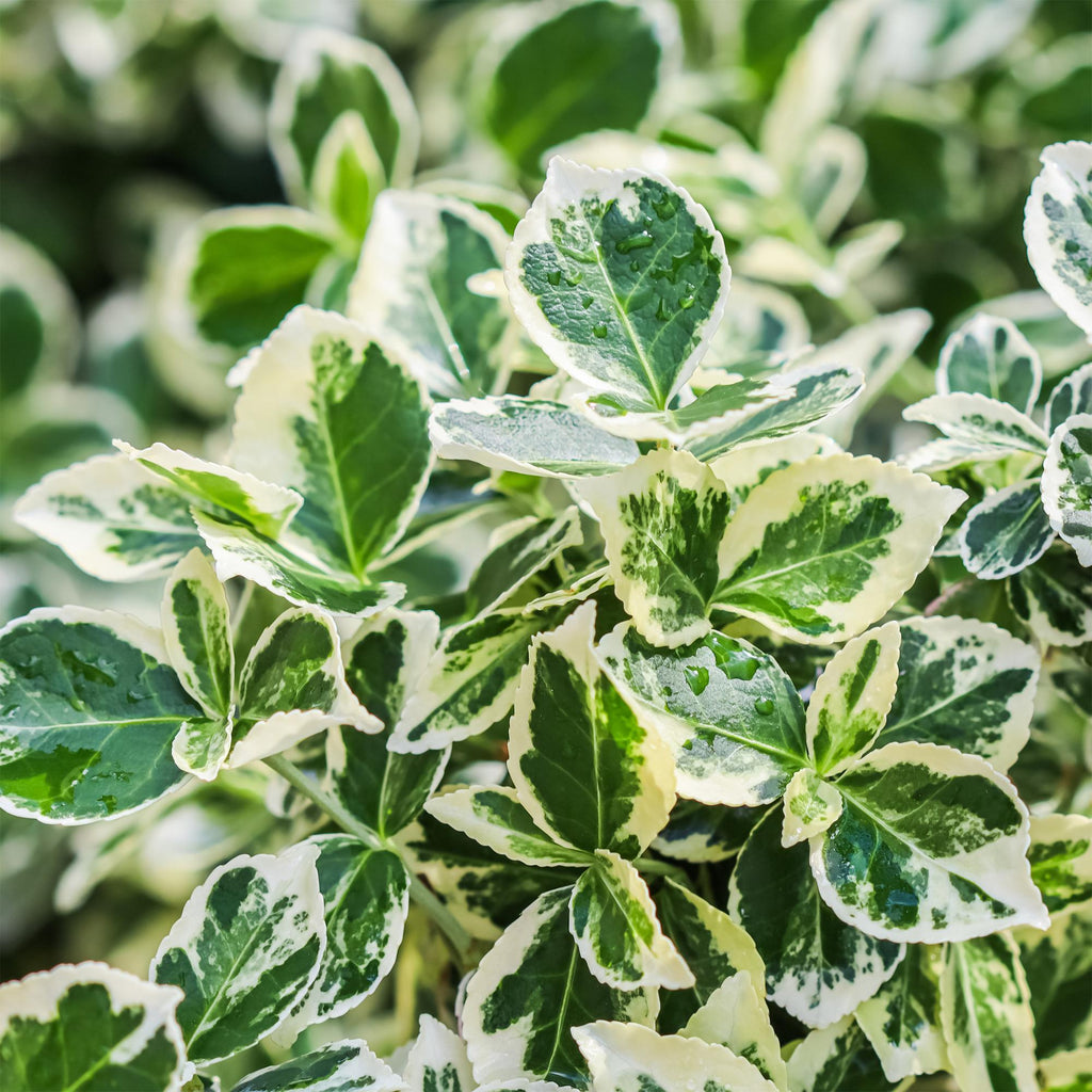 Green boutiQ - Plante sur tige - Euonymus fortunei Emerald Gaiety - Plante de terrasse - Persistant - Rustique - Feuillage vert-gris - Pot 19cm Hauteur 90cm