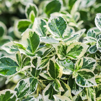 Green boutiQ - Plant op Stam - Euonymus fortunei Emerald Gaiety -Terras Plant - Bladhoudend - Winterhard - Groen-Grijs Blad - Pot 19cm Hoogte 90cm