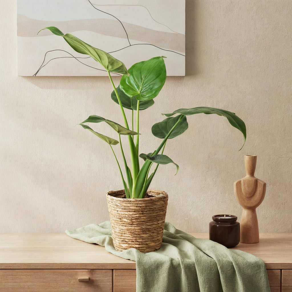 Green BoutiQ - Green is... Plantes d'intérieur - Alocasia Cucullata - Main de Bouddha - Entretien facile - avec panier - Vert - 1 plante - Pot 17cm - Hauteur 60-65cm