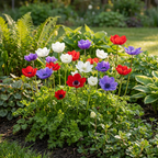 240x Anemone de Caen Mix - Klaproosanemoon de Caen mix - Diversen - Voorjaarsbloeier - Bolmaat 5/6
