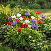 240x Anemone de Caen Mix - Klaproosanemoon de Caen mix - Diversen - Voorjaarsbloeier - Bolmaat 5/6