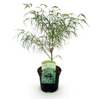 Green boutiQ - Plante de terrasse - Érable du Japon - Acer palmatum Koto-no-ito - Vert - 1 plante - Caduc - Pot 19cm Hauteur 70cm