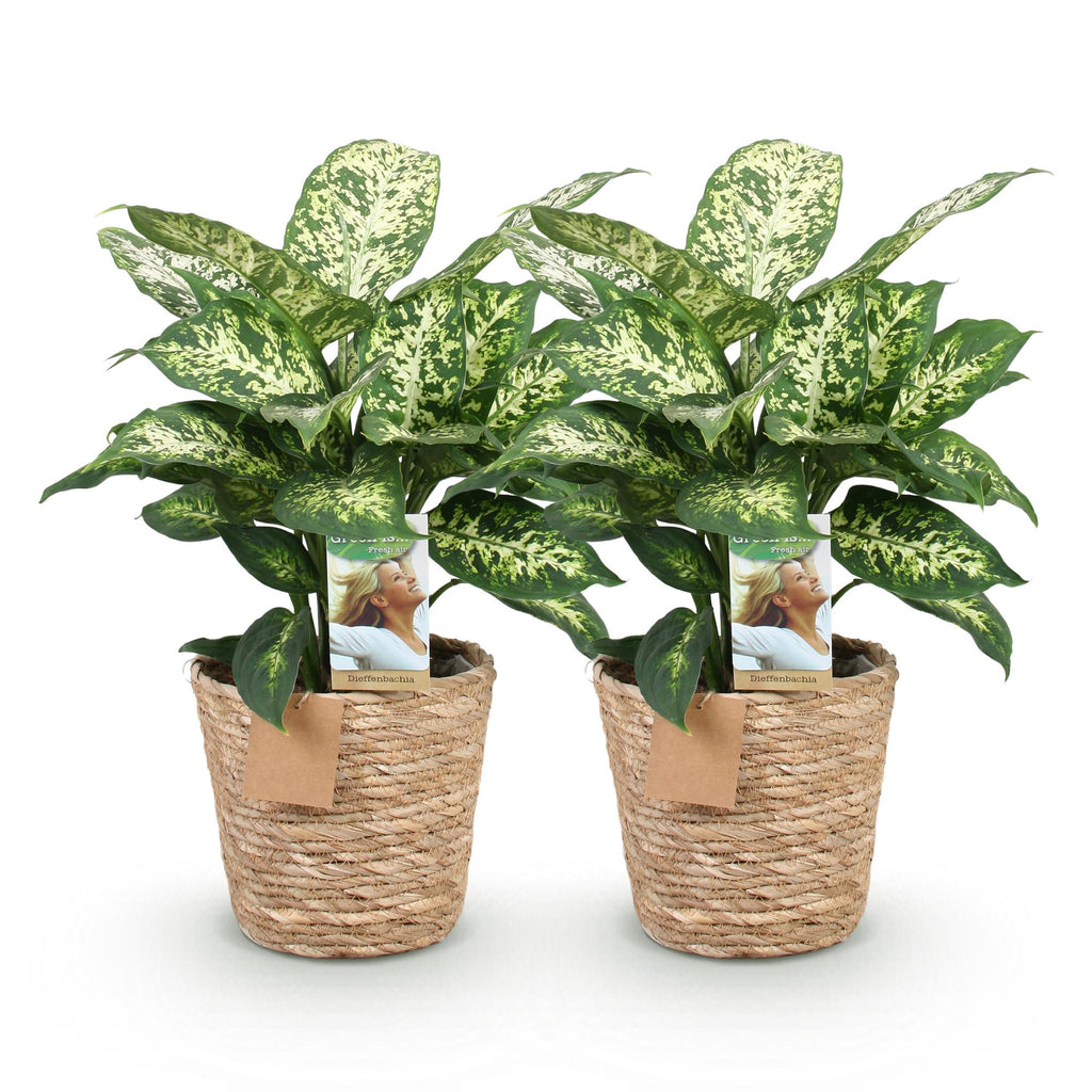 Green BoutiQ - Green is... Plantes d'intérieur - Dieffenbachia Compacta - Dieffenbachia - Peu d'entretien - avec panier - Vert - 2 plantes - Pot 17cm - Hauteur 45-50cm