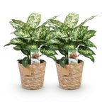 Green BoutiQ - Green is... Plantes d'intérieur - Dieffenbachia Compacta - Dieffenbachia - Peu d'entretien - avec panier - Vert - 2 plantes - Pot 17cm - Hauteur 45-50cm