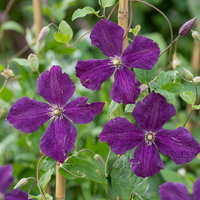 4x Clematis Viticella Polish Spirit - Bosrank - Paars - Klimplant - Ø9cm - ↕35cm
