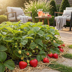 Green boutiQ - Plants fruitiers - Fraisier - Fragaria Elvira - Rustique - 3 plantes - Pot 9 cm - Fraise rouge