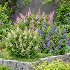Green boutiQ - Plante de jardin - Buddleja davidii Butterfly Candy Little Tricolour - Arbre aux papillons - Compact - Rose-Blanc-Lilas - 3 Plantes - Pot 12cm - Hauteur 20-25cm