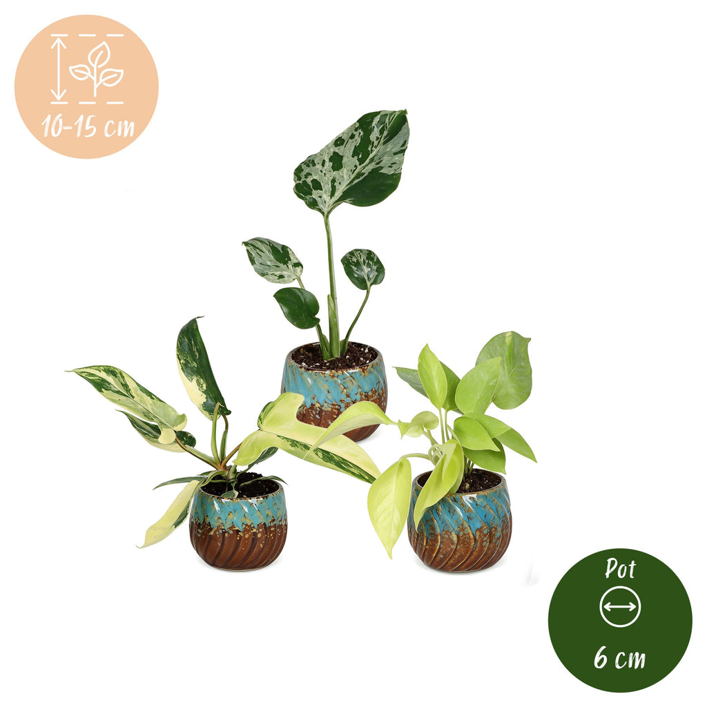 3x Baby Tropical Mix - Various colours - Tropical - incl. Copper Reef - Ø6cm - ↕10-15cm