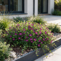 Vasteplant - Vinca minor Atropurpurea - Maagdenpalm - Bodembedekkend - Paars - 1 Plant - Pot 11cm - Hoogte 15-25cm