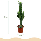 Green boutiQ - Plante d'intérieur - Euphorbia eritrea - Euphorbe arborescente - Entretien facile - Vert - 2 - Pot 19cm - Hauteur 70cm