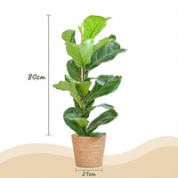 Green boutiQ - Kamerplant - Vioolbladplant - Ficus Lyrata - Groen - Weinig onderhoud - 1 Plant - met Mand - Pot 21cm - Hoogte 75 - 85cm