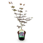 Green boutiQ - Plante de terrasse - Érable japonais - Acer palmatum Trompenburg - Violet foncé - 1 plante - Caduc - Pot 19 cm, hauteur 70 cm