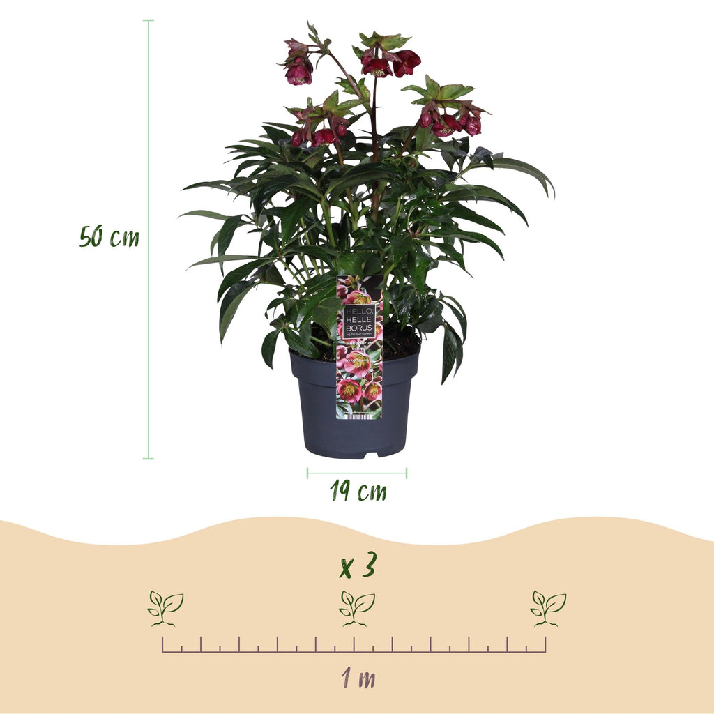 Green boutiQ - Plante de jardin - Rose de Carême - Hellébore Dacaya - Fleur rose - Persistant - Pot 19cm Hauteur 50cm