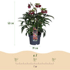 Green boutiQ - Plante de jardin - Rose de Carême - Hellébore Dacaya - Fleur rose - Persistant - Pot 19cm Hauteur 50cm
