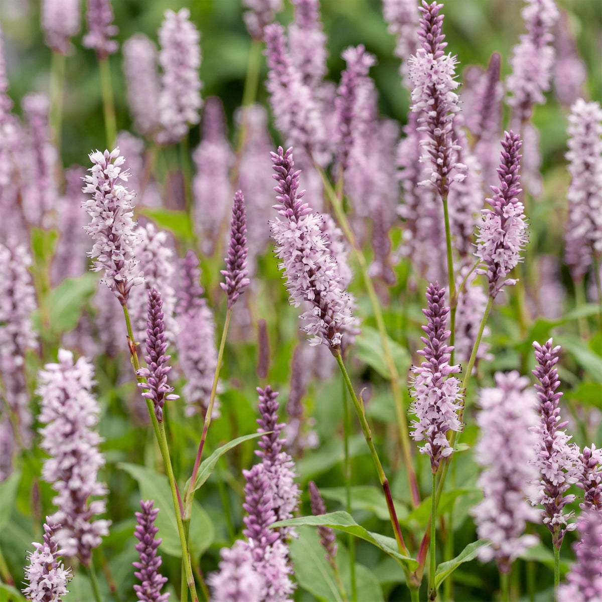 Green boutiQ - Plante vivace - Persicaria ampl. Rosea - Renouée - Ombre - Rose - 1 Plante - Pot 11cm - Hauteur 15-25cm