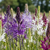 10x Camassia Leichtlinii Mix - Grote camas - Blauw en Wit - Zomerbloeier - Bolmaat 12/14