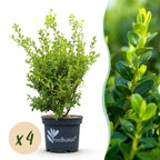 Green boutiQ - Haie de Buis - BetterBuxus Babylon Beauty - Résistante au champignon du buis - 4 plantes - 1 mètre linéaire - pot 19cm hauteur 50-55