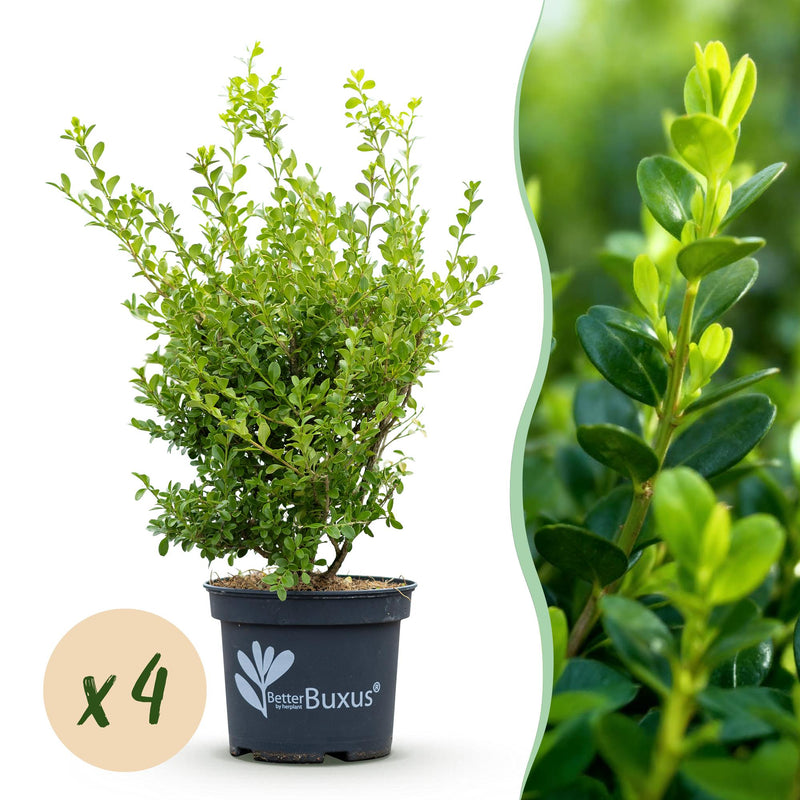 Green boutiQ - Buxus Haag - BetterBuxus Babylon Beauty - Resistant tegen de Buxus schimmel - 4 planten - 1 strekkende meter - pot 19cm hoogte 50-55