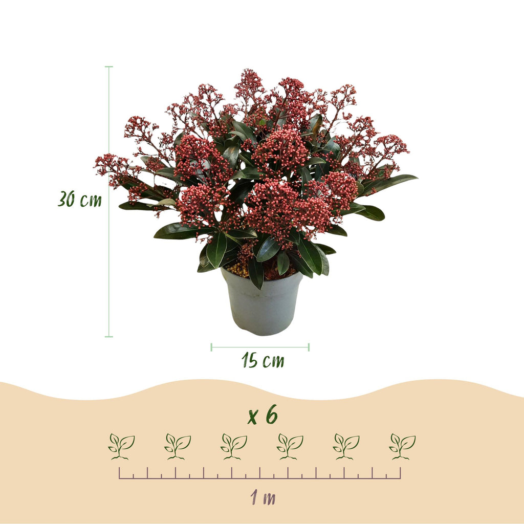 Green boutiQ - Plante de terrasse - Skimmia japonica Rubella - Rouge flamboyant - 15+ Fleurs - 3 Plantes - Résistant à l'hiver - Pot de 15cm Hauteur 30cm