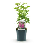 Green boutiQ - Plante de jardin - Syringa vulgaris Ludwig Spath - Lilas commun - Rustique - Violet - 1 Plante - Pot 17cm - Hauteur 45cm