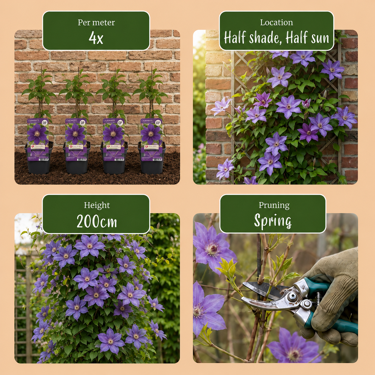 Clematis Justa - Bosrank - Licht Blauw - Klimplant - Ø9cm - ↕35cm