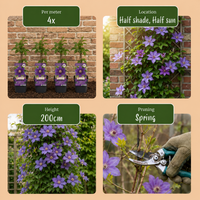 Clematis Justa - Bosrank - Licht Blauw - Klimplant - Ø9cm - ↕35cm