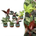 6x Baby Philodendron Family - White - Pink - Yellow - Green - Red - Tropical - incl. Copper Reef - Ø6cm - ↕10-15cm