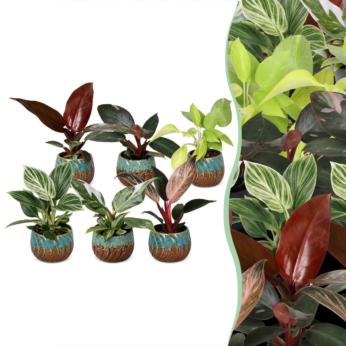 6x Baby Philodendron Family - White - Pink - Yellow - Green - Red - Tropical - incl. Copper Reef - Ø6cm - ↕10-15cm