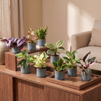 9x Baby Plants Surprise Box - Baby Plants Surprise Box - Various colours - Tropical - incl. Linnea Misty Blue - Ø6cm - ↕5-15cm