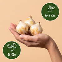 100x Muscari White Magic - Witte druifhyacint - Wit - Verwilderingsbol - Bolmaat 6/7