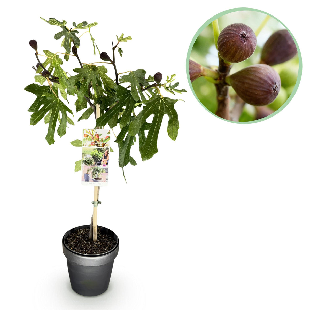 Green boutiQ - Stämmchen - Ficus carica Little Miss Figgy - Terrassenpflanze - Laubabwerfend - Winterhart - Grüne Frucht - Topf 19 cm Höhe 90 cm