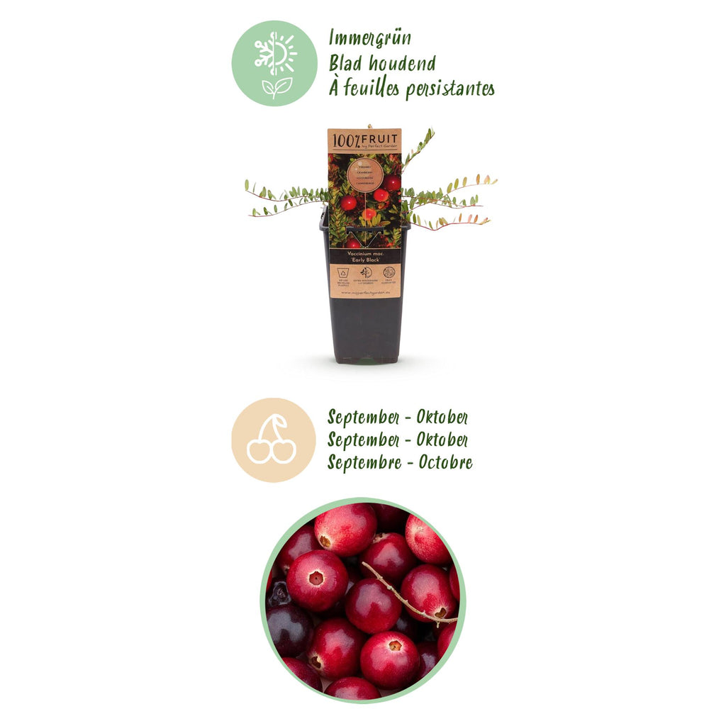 Green boutiQ - Fruchtpflanze - Vaccinium mac. Early Black - Moosbeere - Winterhart - Heidelbeere - 2 Pflanzen - Topf 15cm - Höhe 50cm
