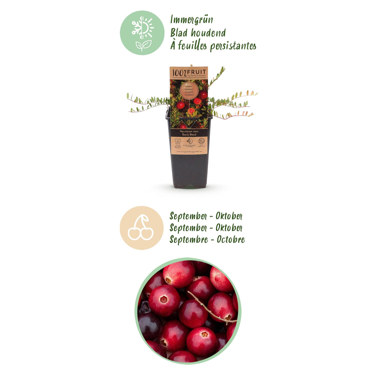 Green boutiQ - Fruitplant - Vaccinium mac. Early Black - Cranberry - Winterhard - Blauwe Bes - 2 Planten - Pot 15cm - Hoogte 50cm