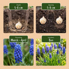 100x Muscari Armeniacum - Muscari d'Arménie - Bleu - Bulbe de naturalisation - Calibre 8/9