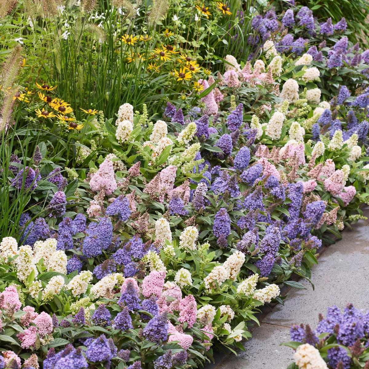Green boutiQ - Plante de jardin - Buddleja davidii Butterfly Candy Little Tricolour - Arbre aux papillons - Compact - Rose-Blanc-Lilas - 3 Plantes - Pot 12cm - Hauteur 20-25cm