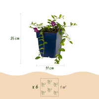 Vasteplant - Vinca minor Atropurpurea - Maagdenpalm - Bodembedekkend - Paars - 24 Planten - Pot 11cm - Hoogte 15-25cm