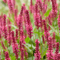 Green boutiQ - Vasteplant - Persicaria amplexicaulis - Duizendknoop - Bijen en Vlinderlokkers - Rood - 6 Planten - Pot 11cm - Hoogte 15-25cm