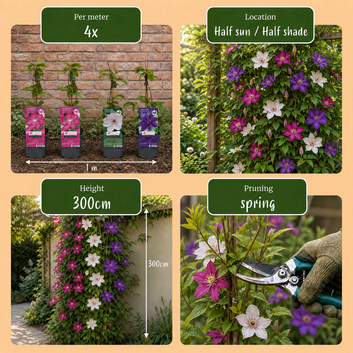 12x Clematis Tricolour - Driekleurige bosrank - Paars - Roze - Wit - Klimplant - Ø9cm - ↕35cm