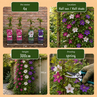 12x Clematis Tricolour - Driekleurige bosrank - Paars - Roze - Wit - Klimplant - Ø9cm - ↕35cm