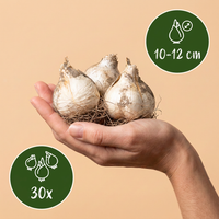 30x Allium Purple - White Mix - Sierui paars-wit mengsel - Paars en Wit - Zomerbloeier - Bolmaat 10/12
