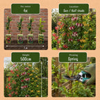 6x Lonicera Tricolour - Chèvrefeuille tricolore - Rouge - Violet - Orange - Jaune - Grimpante - Ø9cm - ↕35cm