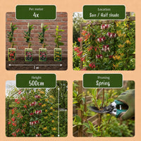 6x Lonicera Tricolour - Tricolour honeysuckle - Red - Purple - Orange - Yellow - Climber - Ø9cm - ↕35cm