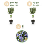 Green boutiQ - Plante sur tige - Rosmarinus officinalis - Plante de terrasse - Persistant - Rustique - Fleur violette - Pot 19cm Hauteur 90cm