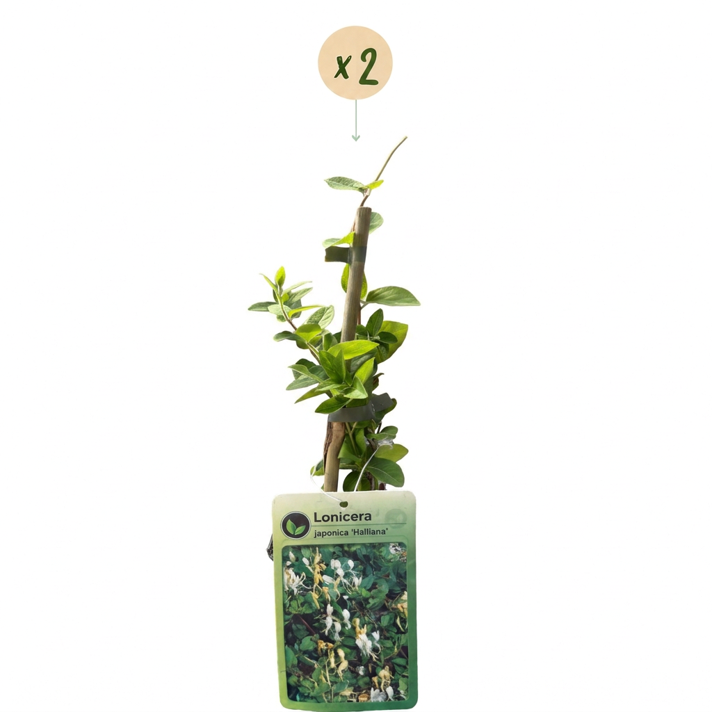 2x Lonicera jap. 'Halliana' - Hall's honeysuckle - White - Yellow - Climber - Ø9cm - ↕35cm