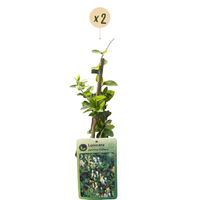 2x Lonicera jap. 'Halliana' - Hall's honeysuckle - White - Yellow - Climber - Ø9cm - ↕35cm