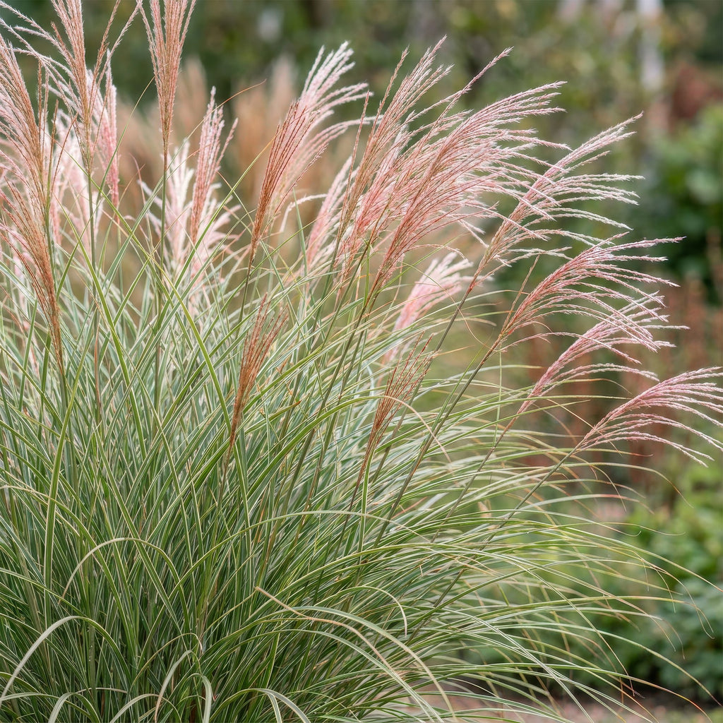 Green boutiQ - Gräser - Miscanthus sin. Morning Light - Chinaschilf - Mit Blütenstand - Silber - 12 Pflanzen - Topf 11cm - Höhe 15-25cm