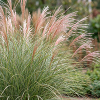 Green boutiQ - Grassen - Miscanthus sin. Morning Light - Pampusgras - Met Pluim - Zilver - 12 Planten - Pot 11cm - Hoogte 15-25cm