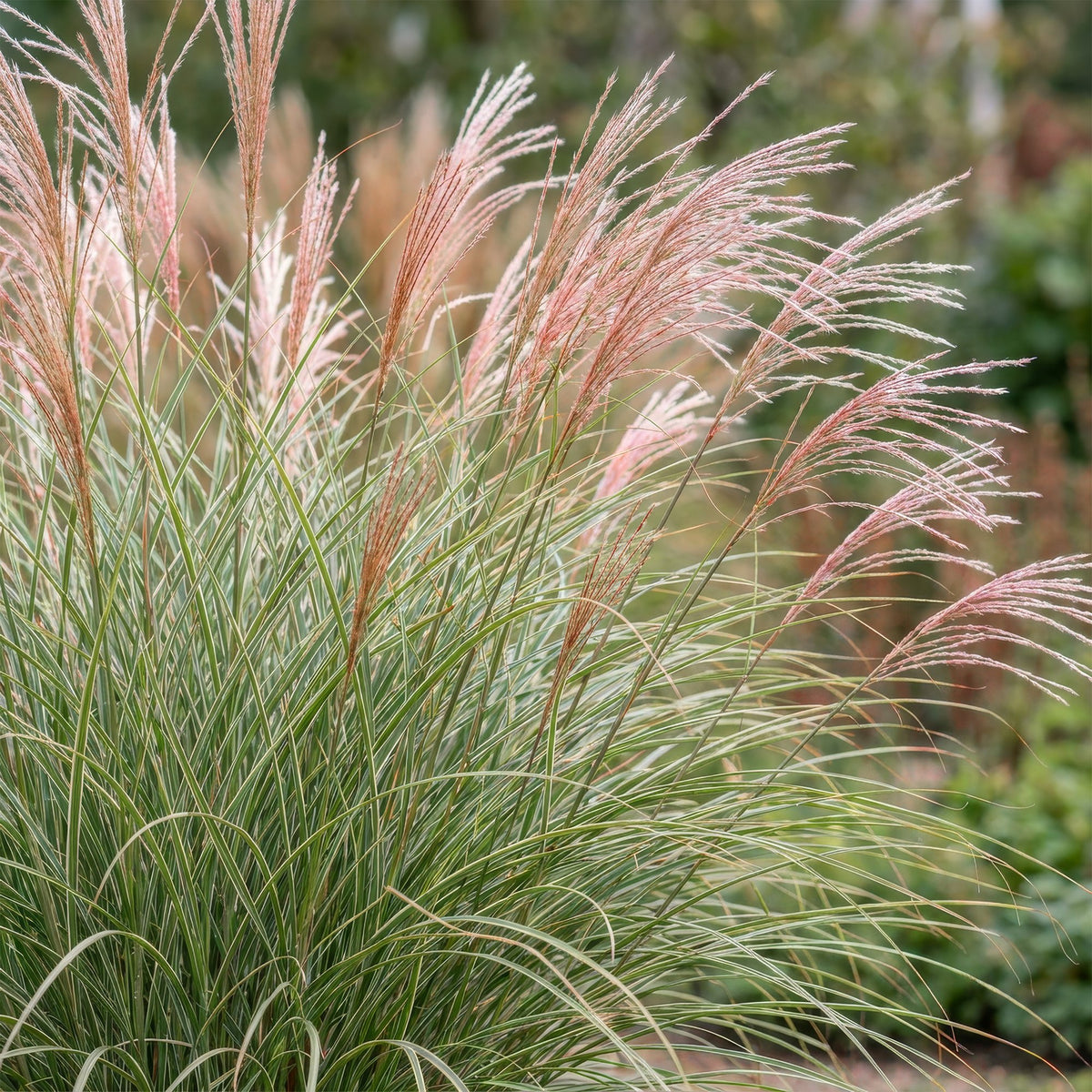 Green boutiQ - Gräser - Miscanthus sin. Morning Light - Chinaschilf - Mit Blütenstand - Silber - 12 Pflanzen - Topf 11cm - Höhe 15-25cm