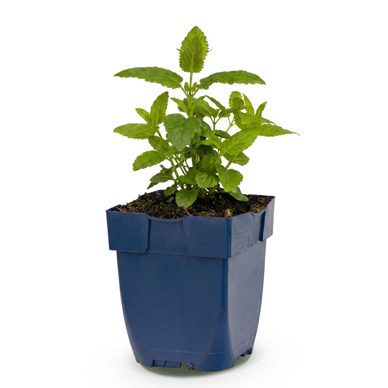 Green boutiQ - Vasteplant - Nepeta nerv. Neptune - Kattenkruid - Bijen en Vlinderlokkers - Paars - 1 Plant - Pot 11cm - Hoogte 15-25cm